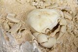 Fossil Crab (Potamon) Preserved in Travertine - Turkey #121387-4